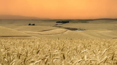 Golden wheat fields stretch across rolling hills under a warm orange sky at sunset.
