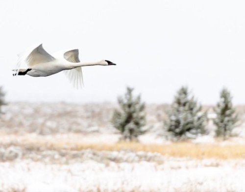 A white swan flying over a snowy landscape with sparse trees in the background.