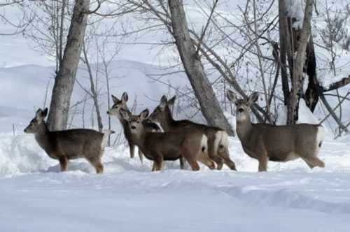 A group of deer walking through a snowy landscape, surrounded by bare trees.