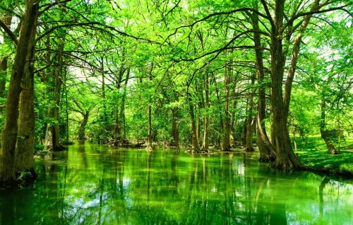 Lush green trees surround a tranquil, reflective pond in a vibrant natural setting.