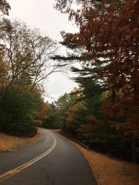 Curving road surrounded by trees with autumn foliage in shades of orange and green. Overcast sky above.