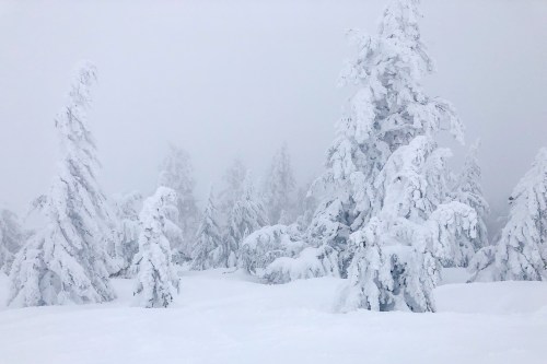 A snowy landscape with tall trees covered in thick white snow, shrouded in fog.