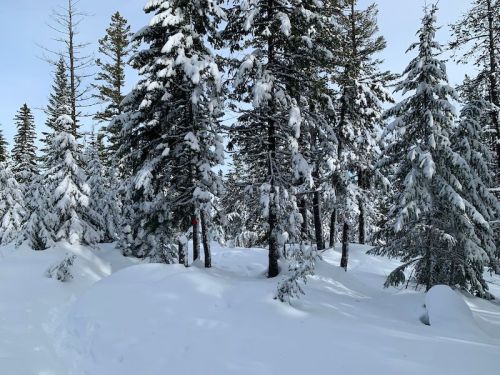 A snowy forest scene with tall evergreen trees covered in snow, surrounded by a blanket of white snow on the ground.