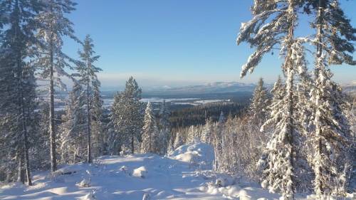 Snow-covered landscape with tall pine trees and distant mountains under a clear blue sky.