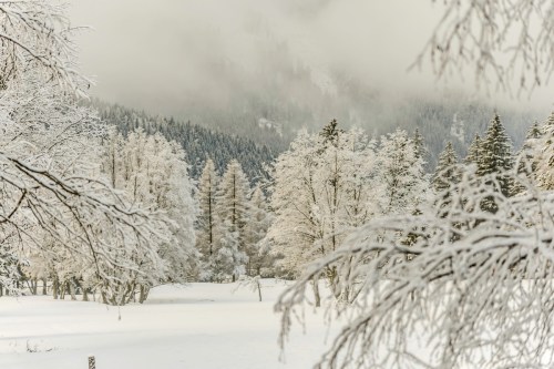 A serene winter landscape with snow-covered trees and mountains shrouded in mist.