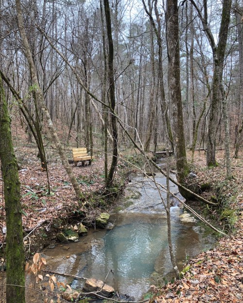 A serene forest scene featuring a clear stream flowing through trees, with a wooden bench nearby.