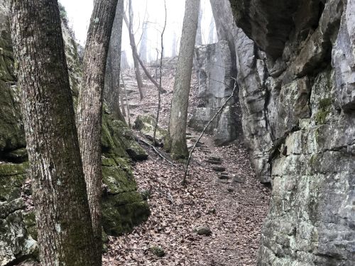 A misty forest path winding between rocky cliffs and trees, with fallen leaves covering the ground.