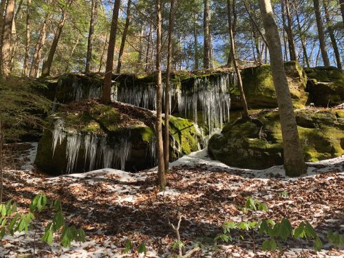 Icicles hang from moss-covered rocks in a snowy forest, surrounded by trees and fallen leaves.