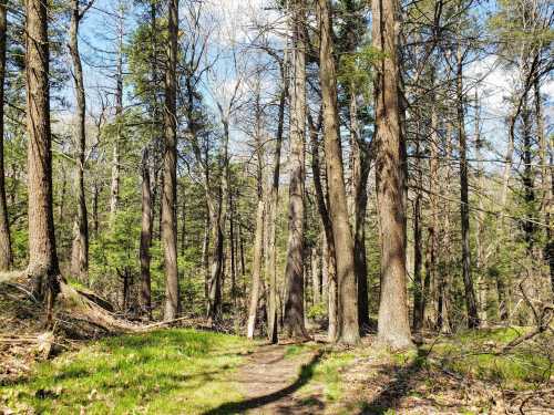 A serene forest scene with tall trees and a winding dirt path surrounded by greenery under a clear blue sky.