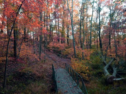 A serene forest path surrounded by vibrant autumn foliage and a small wooden bridge.