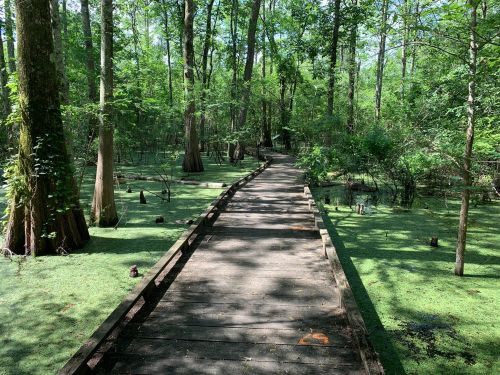 A wooden boardwalk winding through a lush green swamp with trees and moss-covered ground.