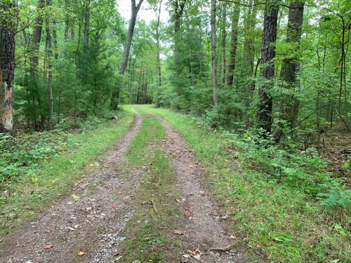 A dirt path winding through a lush green forest, surrounded by trees and foliage.