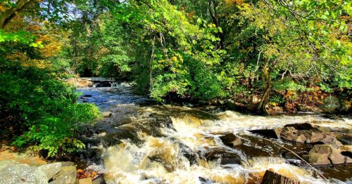 A serene river flows through a lush, green forest with colorful autumn leaves. Rocks line the water's edge.