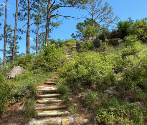 A winding wooden staircase leads up a grassy hill surrounded by trees and shrubs under a clear blue sky.