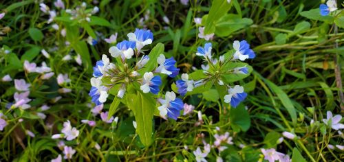 A cluster of blue and white flowers surrounded by green leaves and pink blooms in a grassy field.
