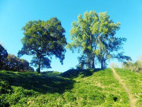 Two large trees stand on a grassy hill under a clear blue sky, with a path leading up the slope.