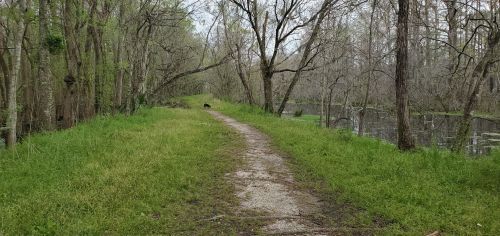 A winding dirt path through a lush, green forest beside a calm, reflective pond. Trees are bare, hinting at early spring.