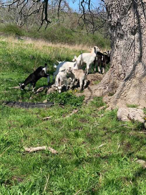 A group of playful goats exploring grassy ground near a large tree on a sunny day.