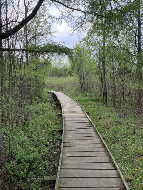 A winding wooden boardwalk through a lush green forest, surrounded by trees and underbrush.