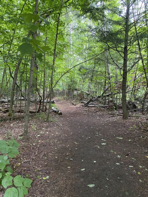 A narrow dirt path winding through a lush green forest with trees and scattered foliage.