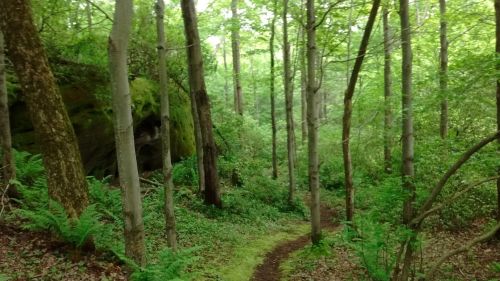 A serene forest scene with tall trees, lush greenery, and a winding dirt path through the woods.