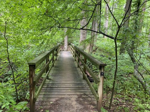 A wooden bridge surrounded by lush green trees and foliage in a serene forest setting.