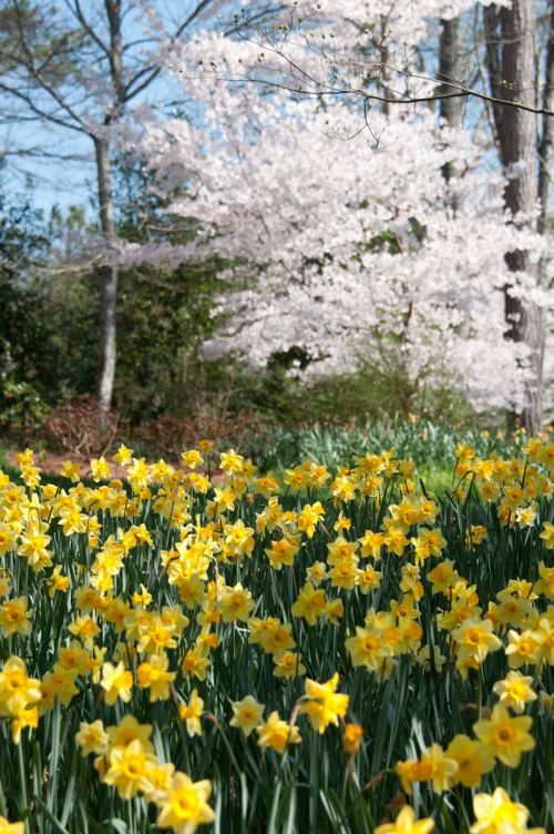 A vibrant field of yellow daffodils in the foreground, with blooming cherry trees in the background under a clear blue sky.