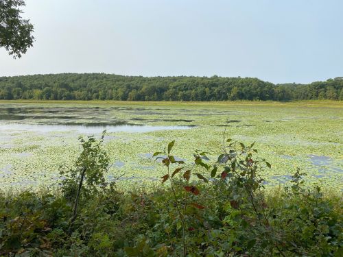 A serene lake covered in lily pads, surrounded by lush greenery and distant hills under a clear sky.