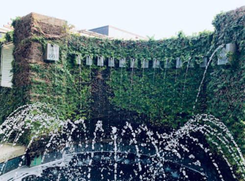 A wall covered in ivy with a water feature, cascading water into a circular pool below.
