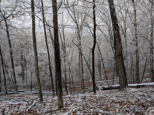 A serene winter forest scene with frosted trees and a carpet of fallen leaves on the ground.