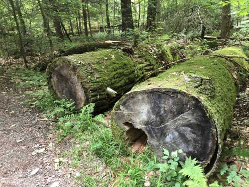 Two large, moss-covered tree stumps lie on a forest floor surrounded by ferns and greenery.