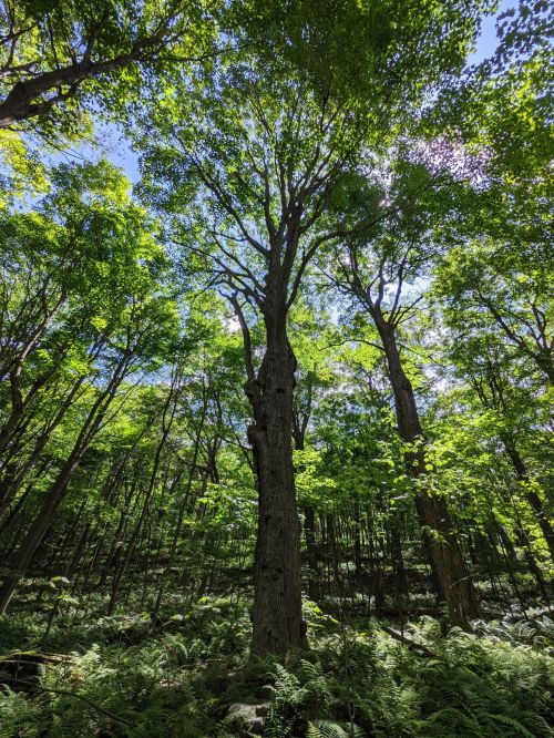 Tall trees with lush green leaves tower over a forest floor covered in ferns, under a bright blue sky.