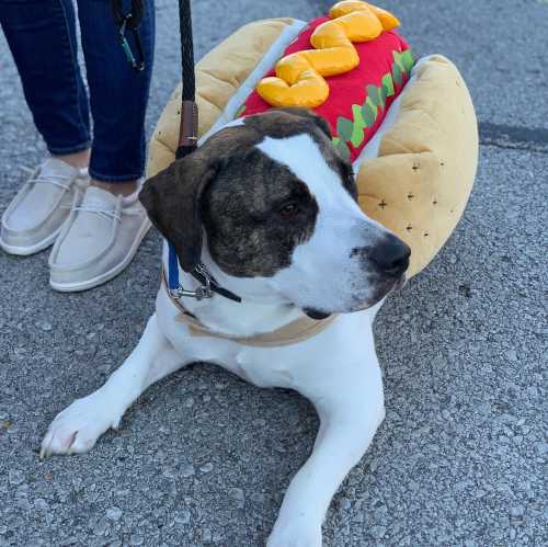 A dog wearing a hot dog costume sits on the ground, with a person in jeans and shoes standing nearby.