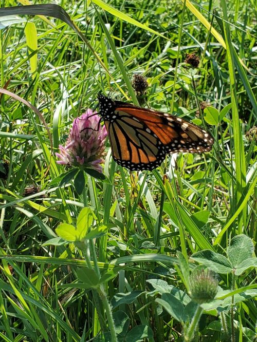 A Monarch butterfly perched on a purple clover flower amidst green grass.