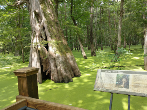 A lush green swamp with a large tree and a sign about the area's natural features.