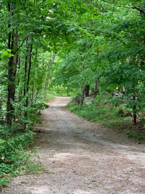 A gravel path winding through a lush green forest, surrounded by trees and rocks.