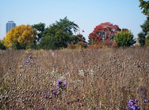 A field of tall grass and wildflowers, with colorful trees and a city skyline in the background under a clear blue sky.