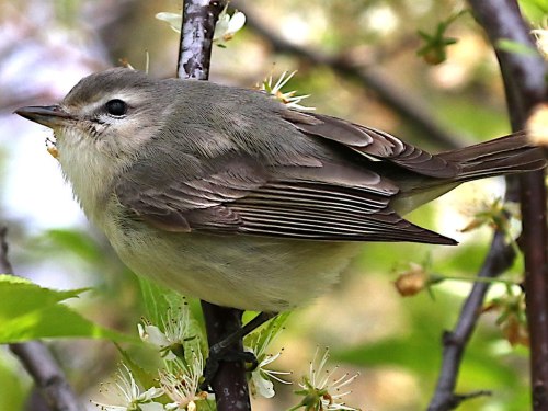 A small gray bird perched on a branch with delicate white flowers in a lush green setting.