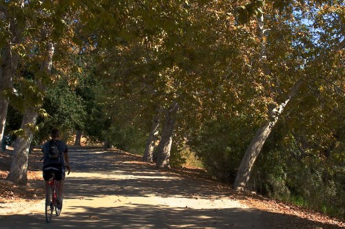 A cyclist rides along a tree-lined path with autumn leaves, surrounded by greenery and dappled sunlight.