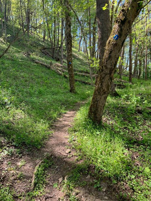 A narrow dirt path winds through a lush green forest with trees and sunlight filtering through the leaves.