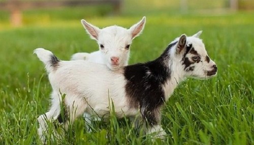 Two playful baby goats standing in a grassy field, one with black markings and the other mostly white.