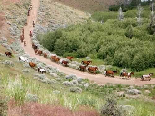 A group of horses and riders travel along a winding dirt path through a lush, green landscape.