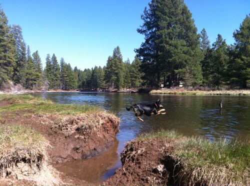 A dog leaps into a clear river surrounded by tall pine trees and grassy banks under a blue sky.