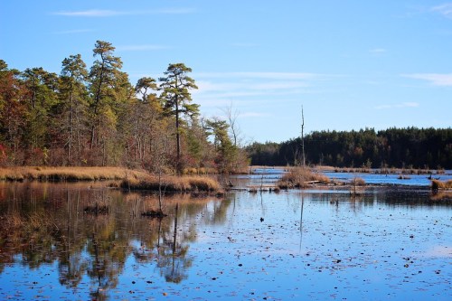 A serene wetland scene with calm water reflecting trees and a clear blue sky.