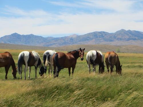 A group of horses grazing in a grassy field with mountains in the background under a clear blue sky.