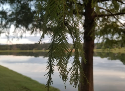 Close-up of green leaves hanging from a tree, with a calm lake and cloudy sky in the background.