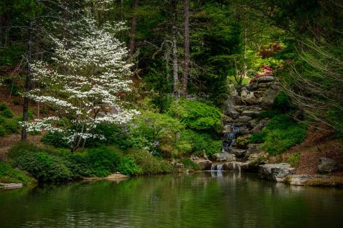 A serene garden scene featuring a pond, a waterfall, lush greenery, and a flowering tree.