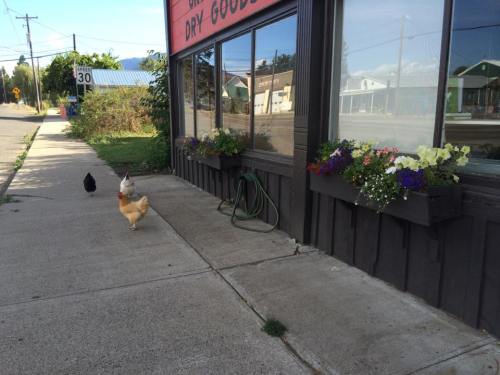 A chicken and a black cat walk along a sidewalk beside a store with flower boxes and a speed limit sign.