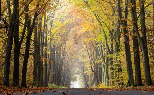 A serene forest path lined with tall trees, showcasing vibrant autumn foliage in shades of yellow and orange.