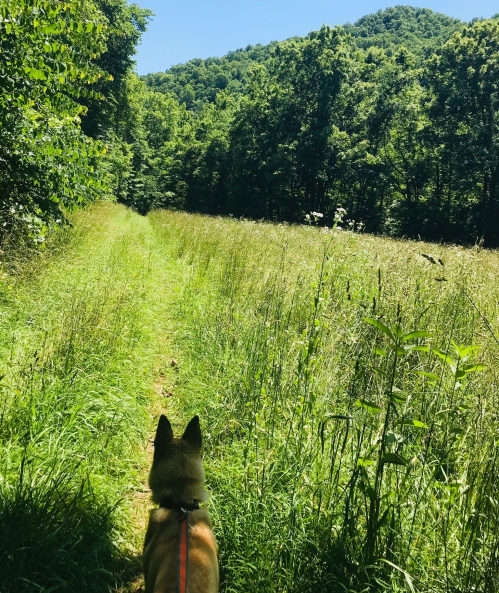 A dog stands on a grassy path, looking towards a lush green mountain in the distance.
